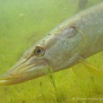 Hecht (Esox esox), Tauchen im Kiessee Hartmannsdorf, Tauchen in Brandenburg