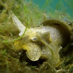 Ohrschlammschnecke (Radix auricularia), Tauchen im Kiessee Hartmannsdorf, Tauchen in Brandenburg