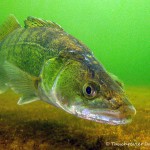 Zander im Kalksee (Brandenburg)