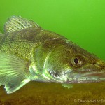 Zander im Kalksee (Brandenburg)