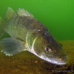 Zander im Kalksee (Brandenburg)