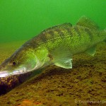 Zander im Kalksee (Brandenburg)