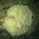 Süßwasserschwamm, Tauchen in Löbejün