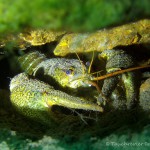 Galizischer Sumpfkrebs, Tauchen in Löbejün