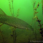 Hecht (Esox esox), Tauchen im Großer Kronsee, Tauchen in Brandenburg