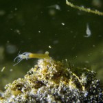 Süßwasserpolyp, Tauchen im Großer Kronsee, Tauchen in Brandenburg