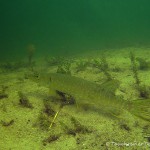 Hecht (Esox esox), Tauchen im Großer Kronsee, Tauchen in Brandenburg