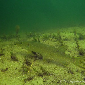 Hecht (Esox esoc)