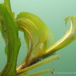 Laichkraut, Tauchen im Großer Kronsee, Tauchen in Brandenburg