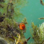 Wassermilbe, Tauchen im Großer Kronsee, Tauchen in Brandenburg