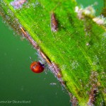 Wassermilbe, Tauchen im Großer Kronsee, Tauchen in Brandenburg