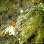 Wassermilbe, Tauchen im Großer Kronsee, Tauchen in Brandenburg