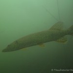 Hecht (Esox esox), Tauchen im Großer Kronsee, Tauchen in Brandenburg