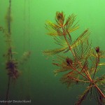 Ähriges Tausendblatt, Tauchen im Großer Kronsee, Tauchen in Brandenburg