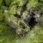 Teichmuschel, Tauchen im Großer Kronsee, Tauchen in Brandenburg