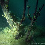 Unterwasser, Tauchen im Kreidesee Hemmoor