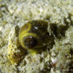 Schlammschnecke, Tauchen im Kreidesee Hemmoor