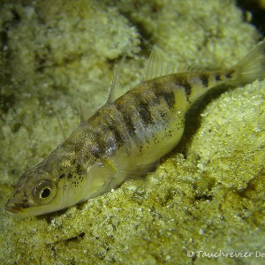 Dreistachliger Stichling