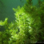 Ähriges Tausendblatt, Tauchen im Großer Karbuschsee, Tauchen in Brandenburg