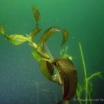 Laichkraut, Tauchen im Großer Karbuschsee, Tauchen in Brandenburg