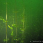 Ähriges Tausendblatt, Tauchen im Großer Karbuschsee, Tauchen in Brandenburg