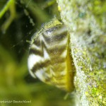 Dreikantmuschel, Tauchen im Großer Karbuschsee, Tauchen in Brandenburg