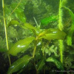 Laichkraut, Tauchen im Großer Karbuschsee, Tauchen in Brandenburg