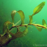 Laichkraut, Tauchen im Großer Karbuschsee, Tauchen in Brandenburg