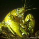 Amerikanischer Flusskrebs, Tauchen im Großer Karbuschsee, Tauchen in Brandenburg