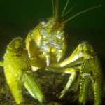 Amerikanischer Flusskrebs, Tauchen im Großer Karbuschsee, Tauchen in Brandenburg