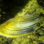 Teichmuschel, Tauchen im Großer Karbuschsee, Tauchen in Brandenburg