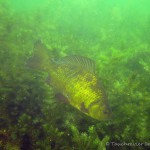 Goldkarausche, Tauchen im Großer Karbuschsee, Tauchen in Brandenburg