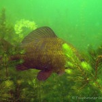 Goldkarausche, Tauchen im Großer Karbuschsee, Tauchen in Brandenburg