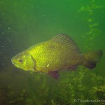 Goldkarausche, Tauchen im Großer Karbuschsee, Tauchen in Brandenburg