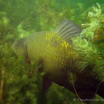 Goldkarausche, Tauchen im Großer Karbuschsee, Tauchen in Brandenburg