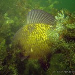 Goldkarausche, Tauchen im Großer Karbuschsee, Tauchen in Brandenburg