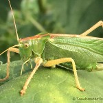 Grashüpfer, Geierswalder See, Tauchen im Lausitzer Seenland