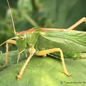 Grashüpfer