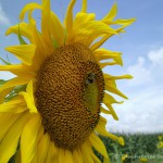 Sonnenblume, Tauchen im Lausitzer Seenland