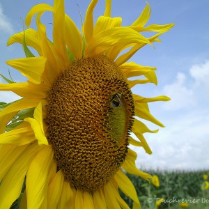 Sonnenblume