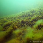 Senftenberger See, Tauchen im Senftenberger See, Tauchen in Brandenburg