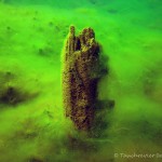 Unterwasserimpressionen, Tauchen im Senftenberger See, Tauchen in Brandenburg