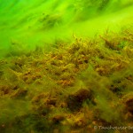 Unterwasserimpressionen, Tauchen im Senftenberger See, Tauchen in Brandenburg