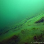 Unterwasserimpressionen, Tauchen im Senftenberger See, Tauchen in Brandenburg