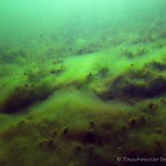 Unterwasserimpressionen, Tauchen im Senftenberger See, Tauchen in Brandenburg