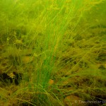 Unterwasserimpressionen, Tauchen im Senftenberger See, Tauchen in Brandenburg