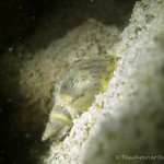 Spitzschlammschnecke, Tauchen im Walchensee, Tauchen in Bayern