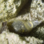 Spitzschlammschnecke, Tauchen im Walchensee, Tauchen in Bayern