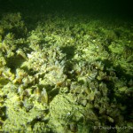 Dreikantmuscheln, Tauchen im Starnberger See, Tauchen in Bayern