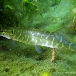 Grashecht im Echinger Weiher